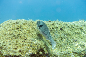 DSC09799