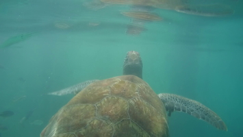 Caribbean underwater 2019