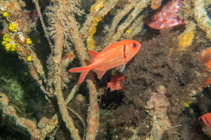 DSC01650