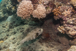 Hurghada-02117